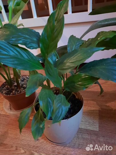 Комнатные цветы