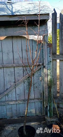 Липа мелколистная