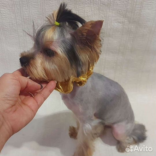 Стрижка собак - груминг