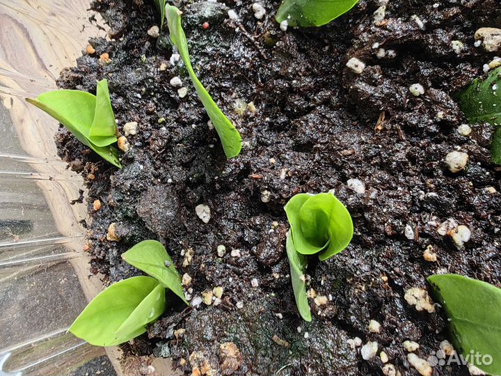 Замиокулькас