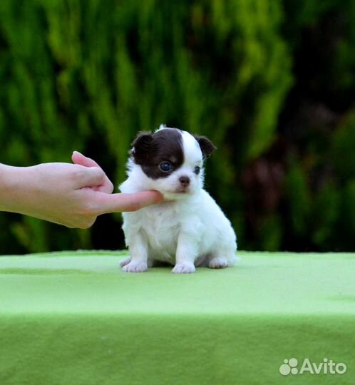 Чихуахуа девочки Дш