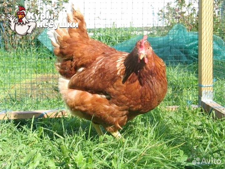 Куры несушки