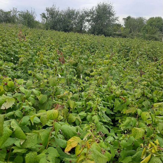 Участок 15 сот. (ИЖС)