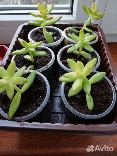 Суккуленты, эхиверия