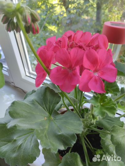 Герань пеларгония