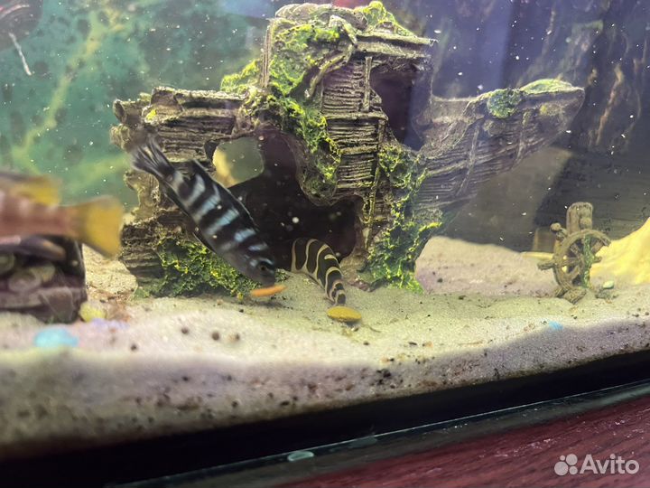 Аквариум 80 литров