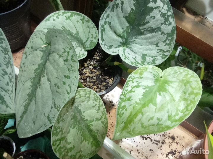 Сциндапсус, эпипремнум, филодендрон