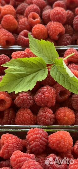 Продам саженцы таганки