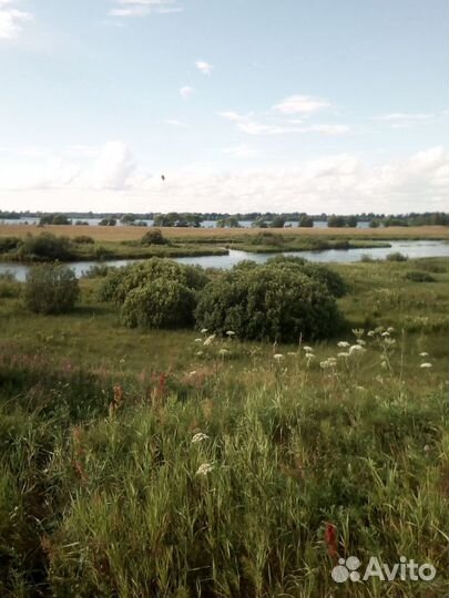 Иван чай Некрасовский