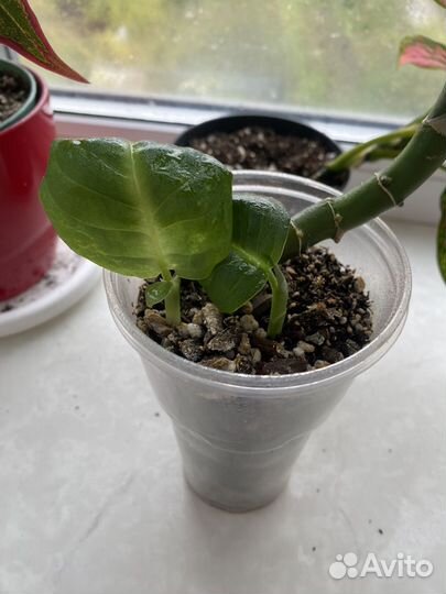 Диффенбахия Рефлектор