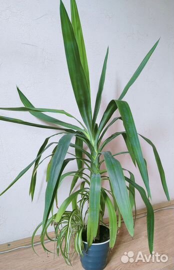 Пальма юкка