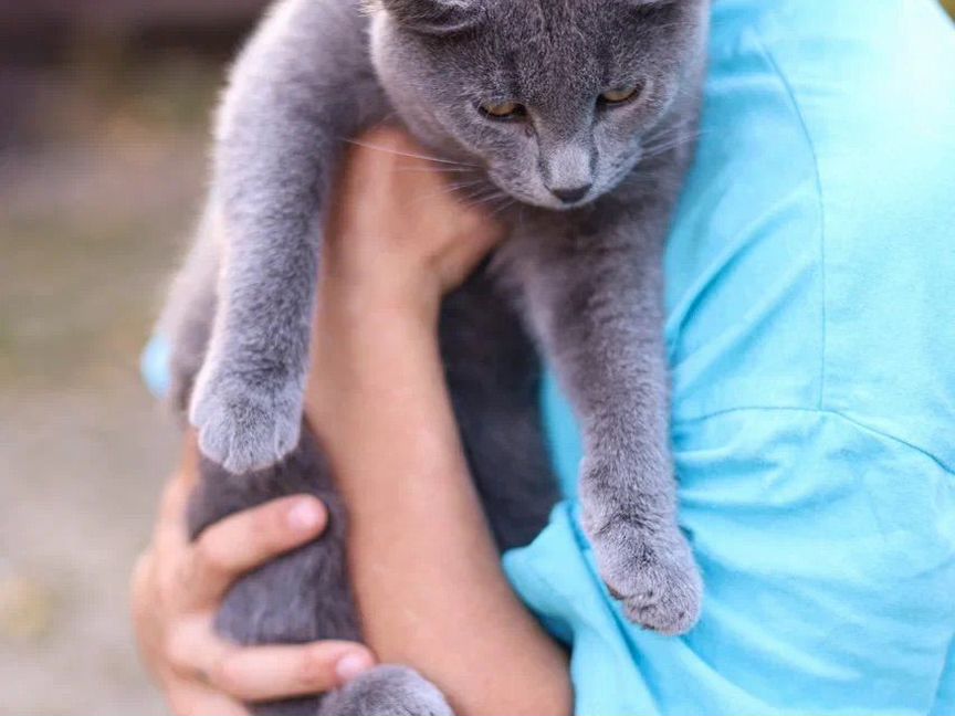 Котенок замерзает на улице нужен дом