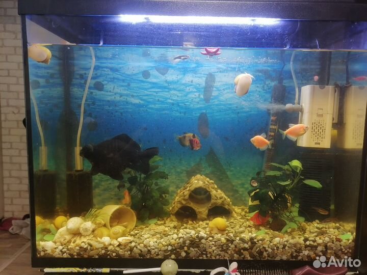 Аквариум с рыбками бу