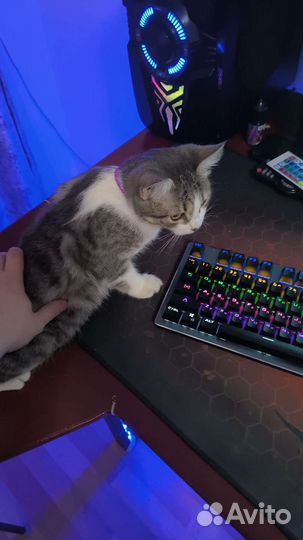 Кошка в дар