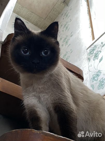 Кошка и кот