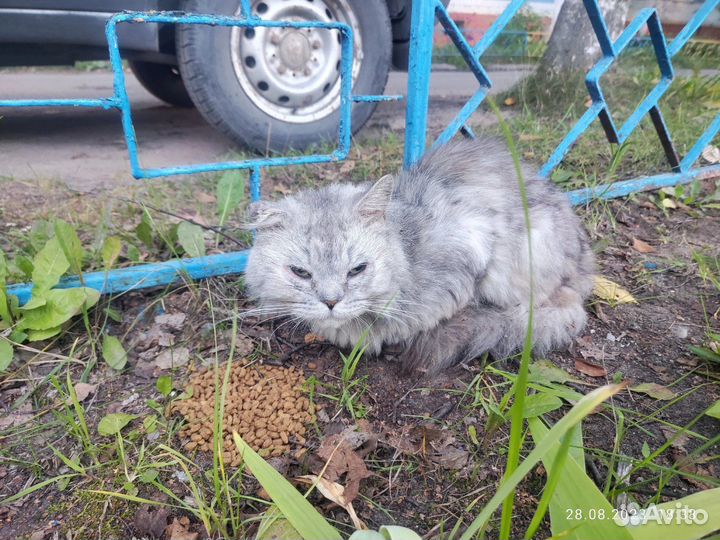 Породистый кот погибает на улице