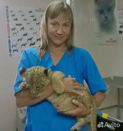 Ветеринарный врач. Вызов на дом