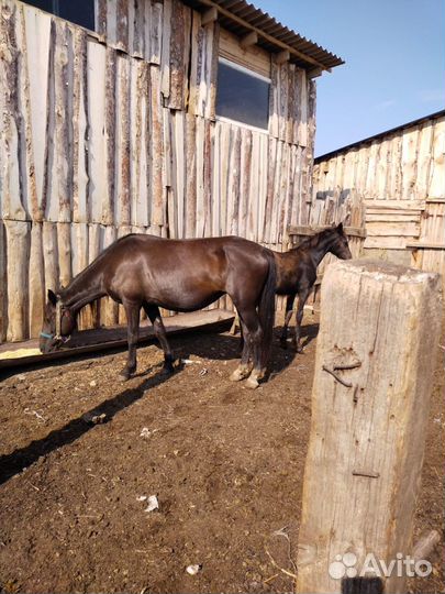 Кобыла и жеребенок