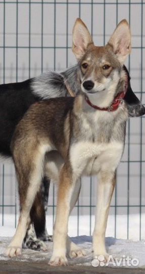 Собака 8 месяцев