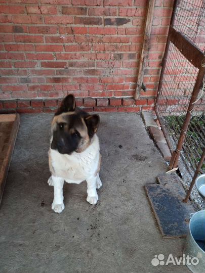 Американская акита