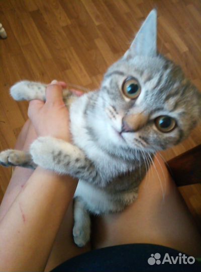Британская кошка