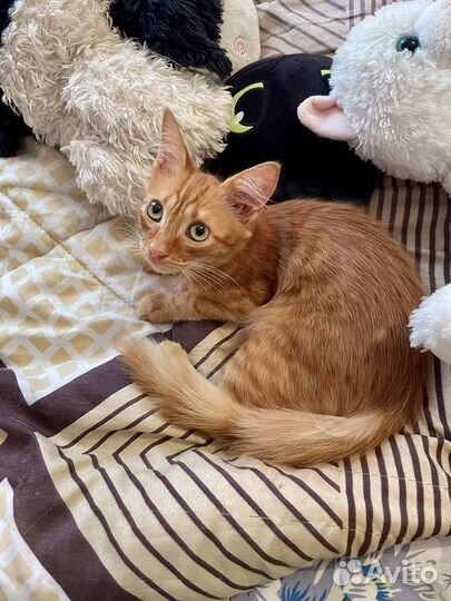 Котенок Степан сибирский рыжий