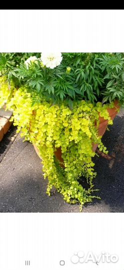 Почвопокровные многолетники