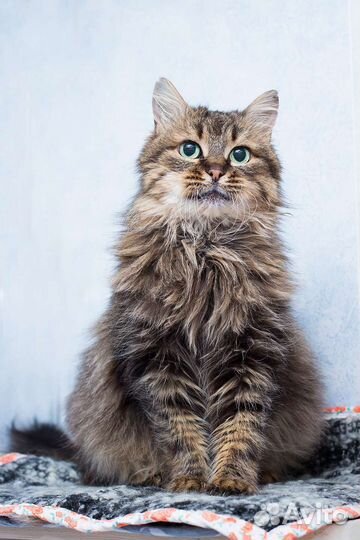 Мисс Совершенство