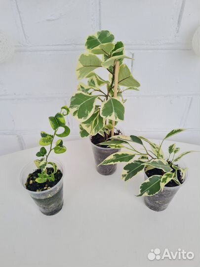 Фикус Вайт марджин, Лакиа, Ирэн