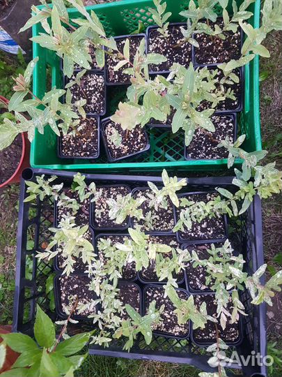 Ива Хакуро Нишики,Барбарисы,Спирея грифшеймлапчатк