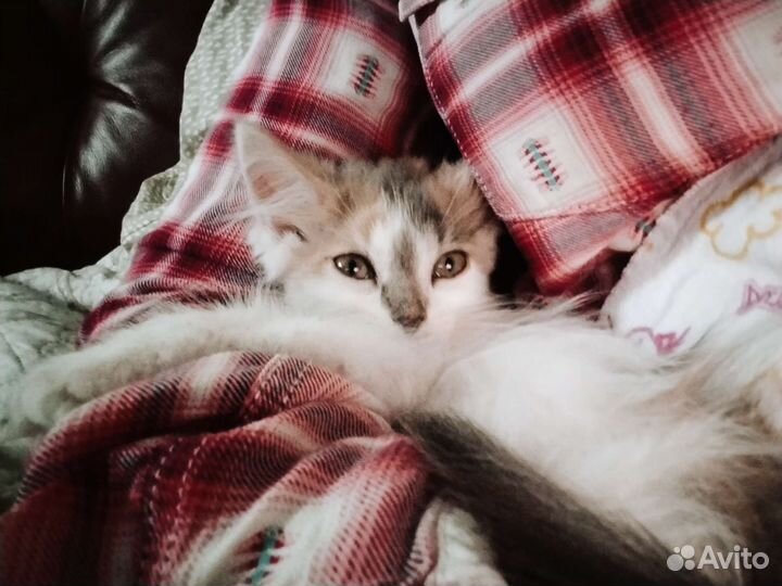 Кошка в дар