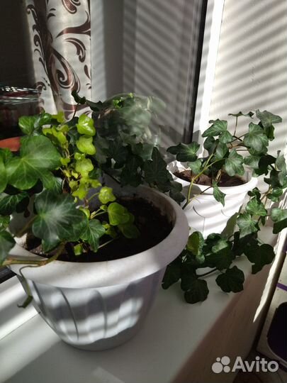 Комнатные цветы