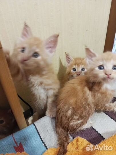 Кошки мейн-кун