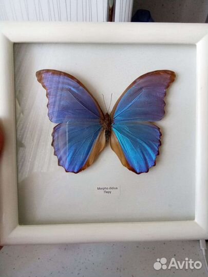 Бабочки в рамках