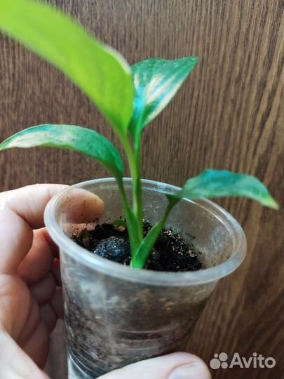 Спатифиллум Пикассо