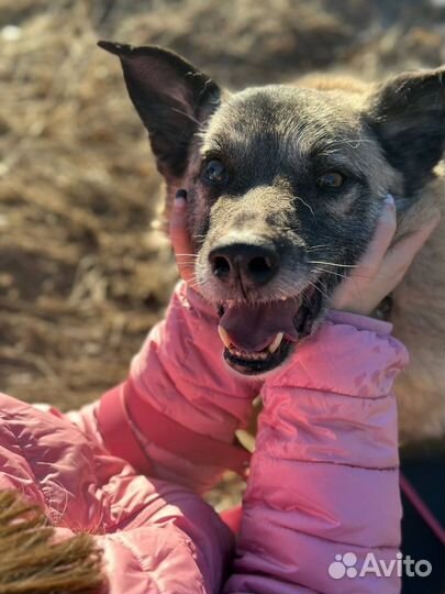 Добряк и весельчак в добрые руки