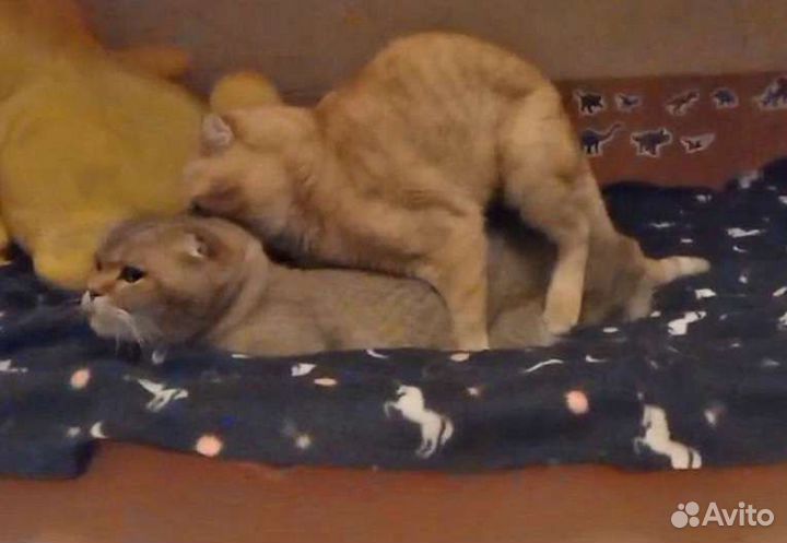 Шотландский кот вязка