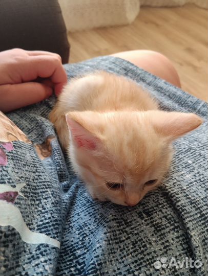 Отдам котят