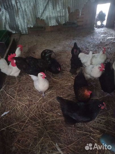 Яйца домашние