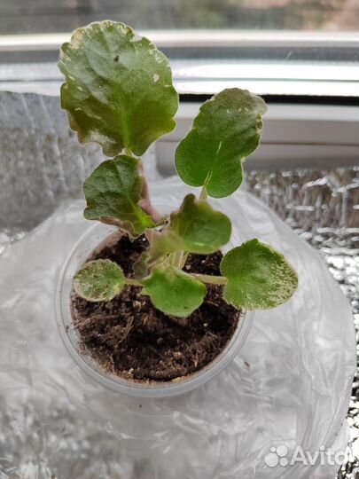 Детка фиалки