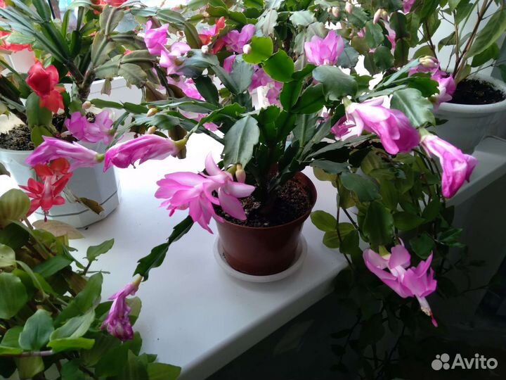 Цветок декабрист белый, розовый