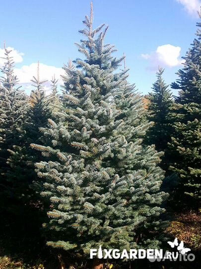 Ель колючая glauca (голубая) Высота от 100см