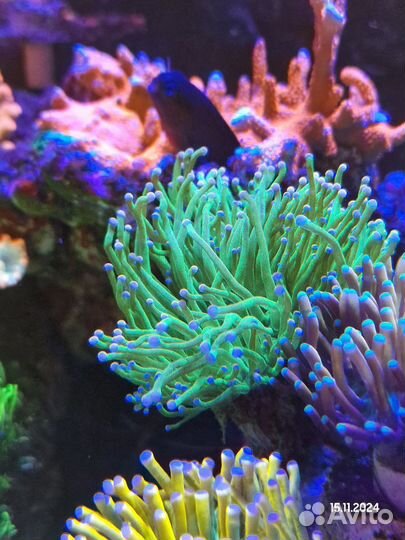 Эуфиллия Green Torch (на концах розовые шарики) мо