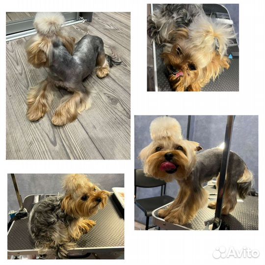 Груминг стрижка собак,ищу модель породы Шпиц