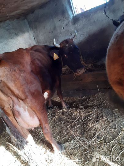 Дойные коровы