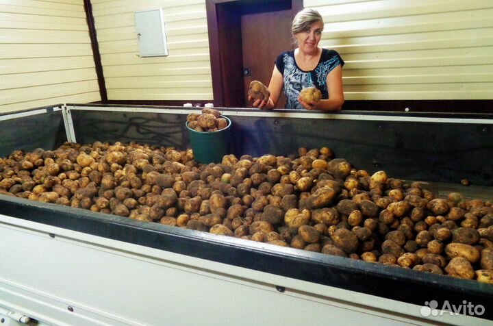 Едовой картофель адретта