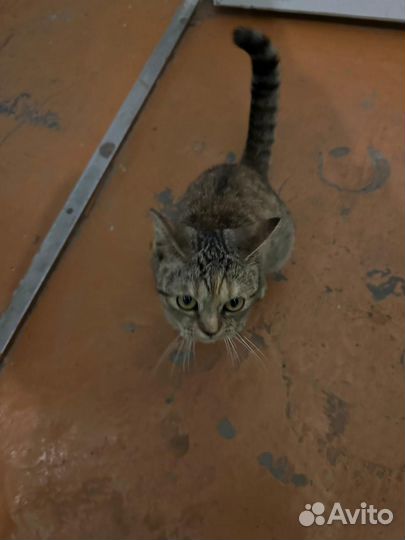 Кошечка в добрые руки