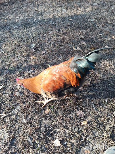 Петухи домашние