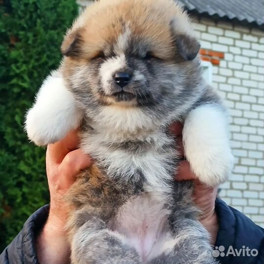 Щенки акита ину