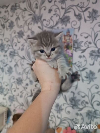 Шотландские котята